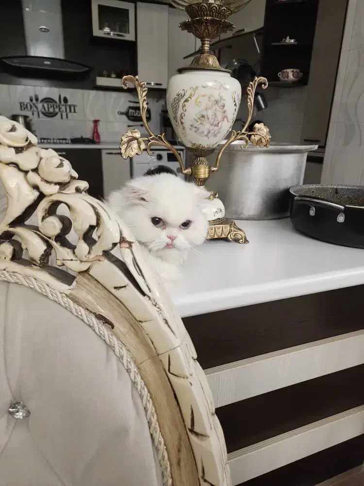 سه عدد گربه بالغ مولد فروشی|گربه|تبریز, |دیوار