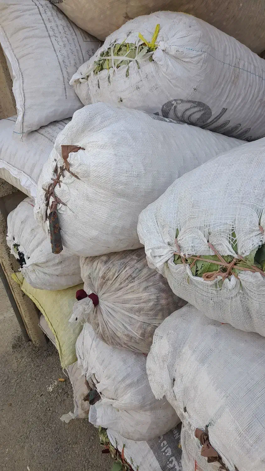 بلوط جنگلی به قیمت مناسب|لوازم جانبی حیوانات|بانه, |دیوار