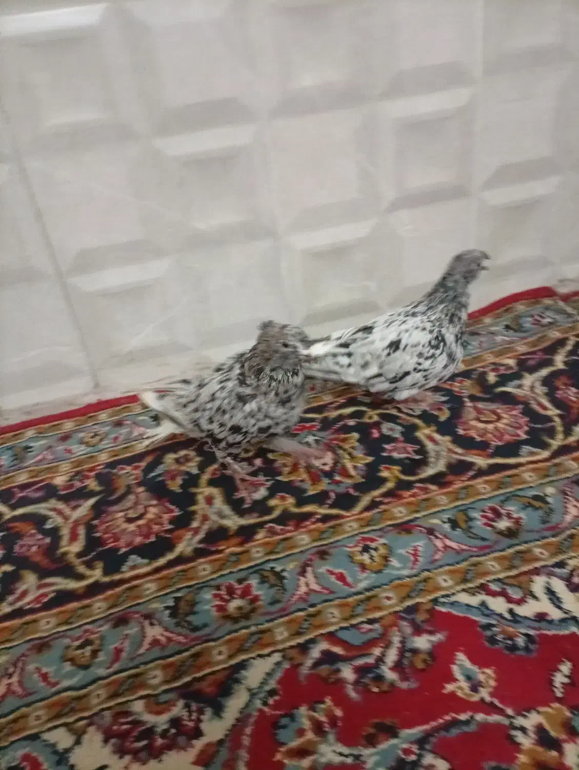 هفت رنگ دم سفید|پرنده|ملک‌آباد, |دیوار