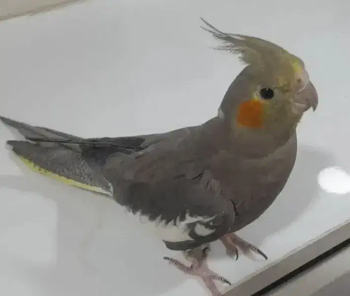 دوتا جوجه عروس هلندی شش ماه|پرنده|فولادشهر, B2|دیوار