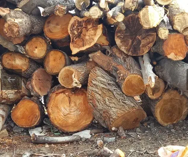 خرید چوب انواع چوب باغی|خدمات باغبانی و درختکاری|آباده, |دیوار