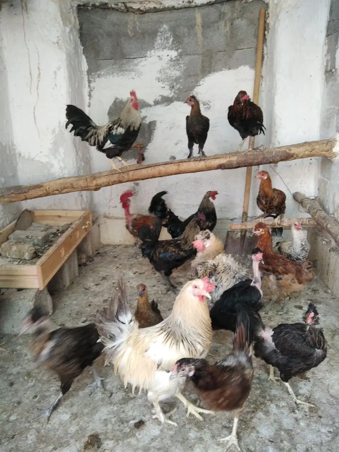 مرغ خروس محلی چاه قائدی وحیدکشتکار|حیوانات مزرعه|لامرد, |دیوار