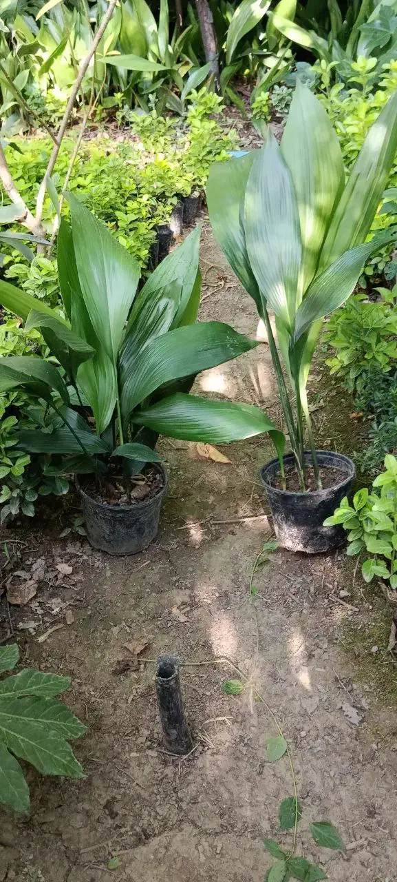 عبایی گلدانی|گل و گیاه طبیعی|بابل, |دیوار