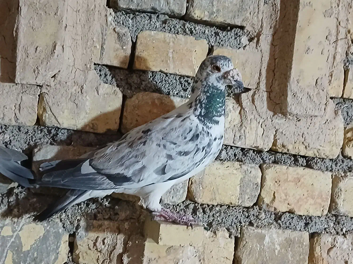 گوره ایی نر|پرنده|مبارکه, |دیوار