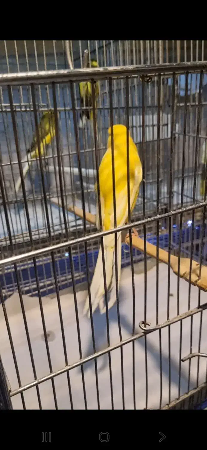 قناری رسمی بلند دم ۱۱ونیم تا ۱۲ونیم|پرنده|تهران, تهرانپارس غربی|دیوار