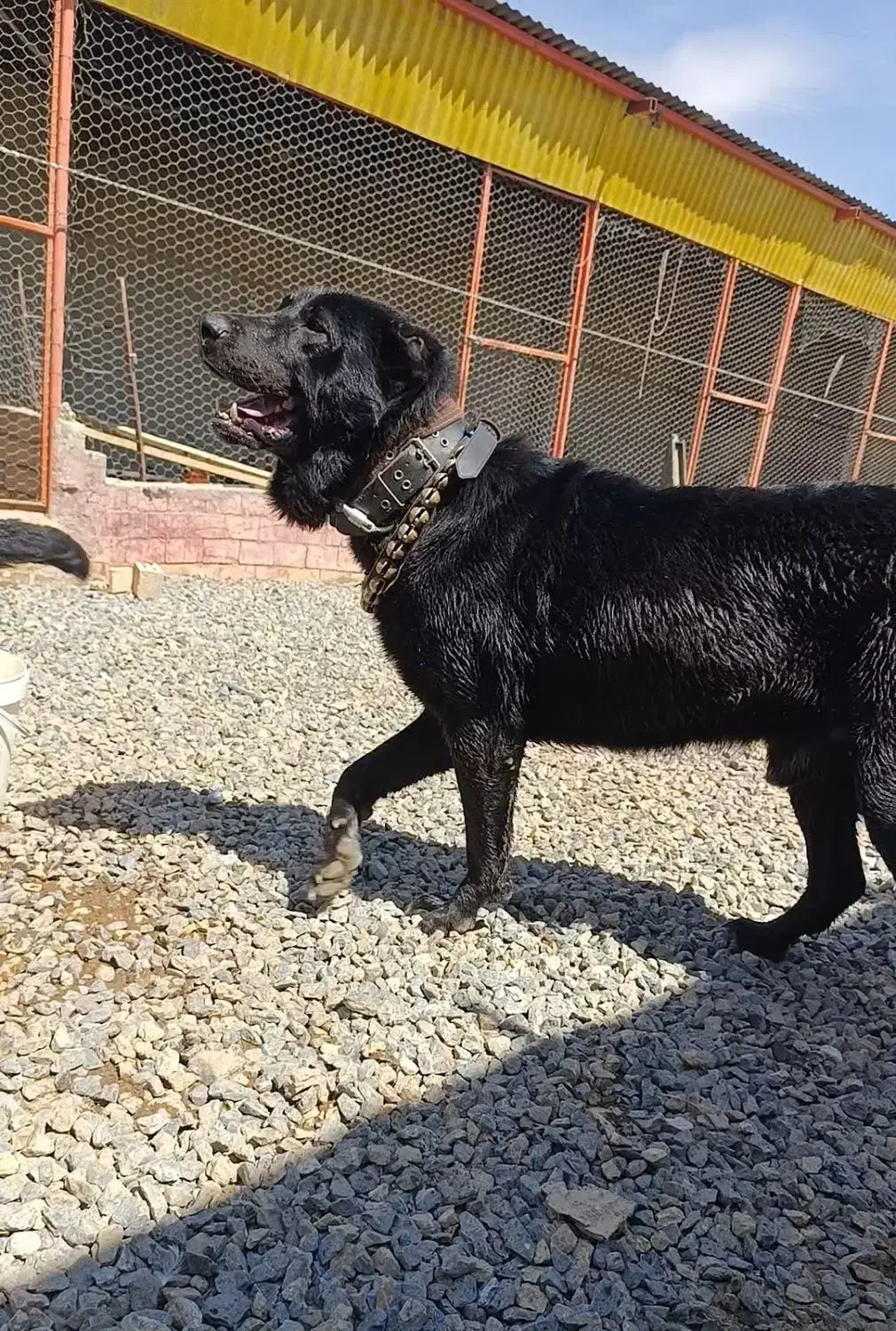 سگ سراب|حیوانات مزرعه|دهق, |دیوار