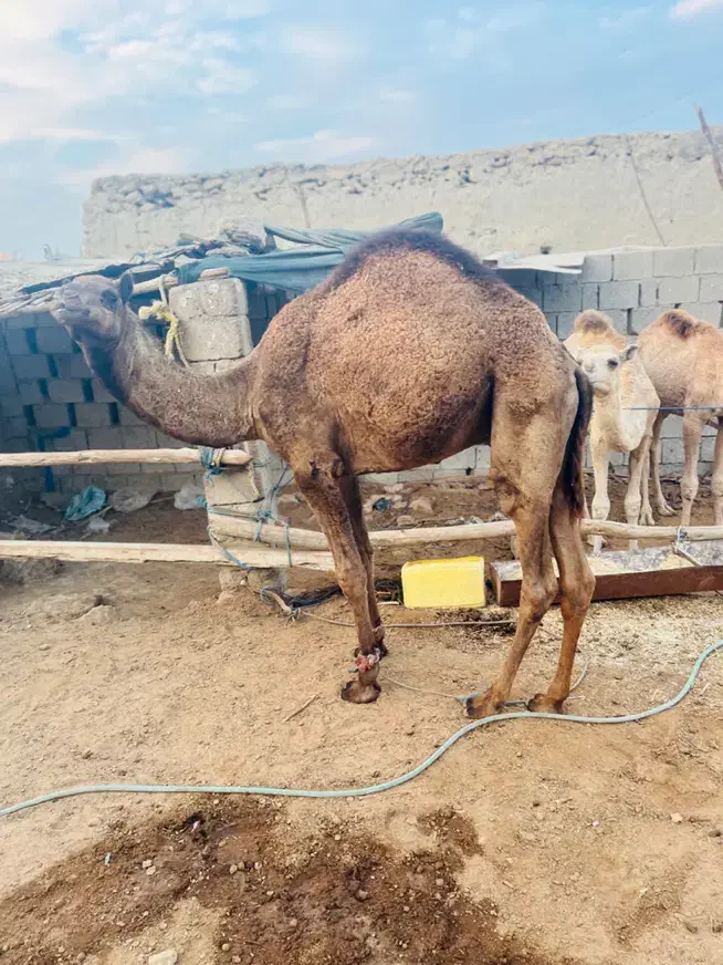 شتر|حیوانات مزرعه|قشم, |دیوار