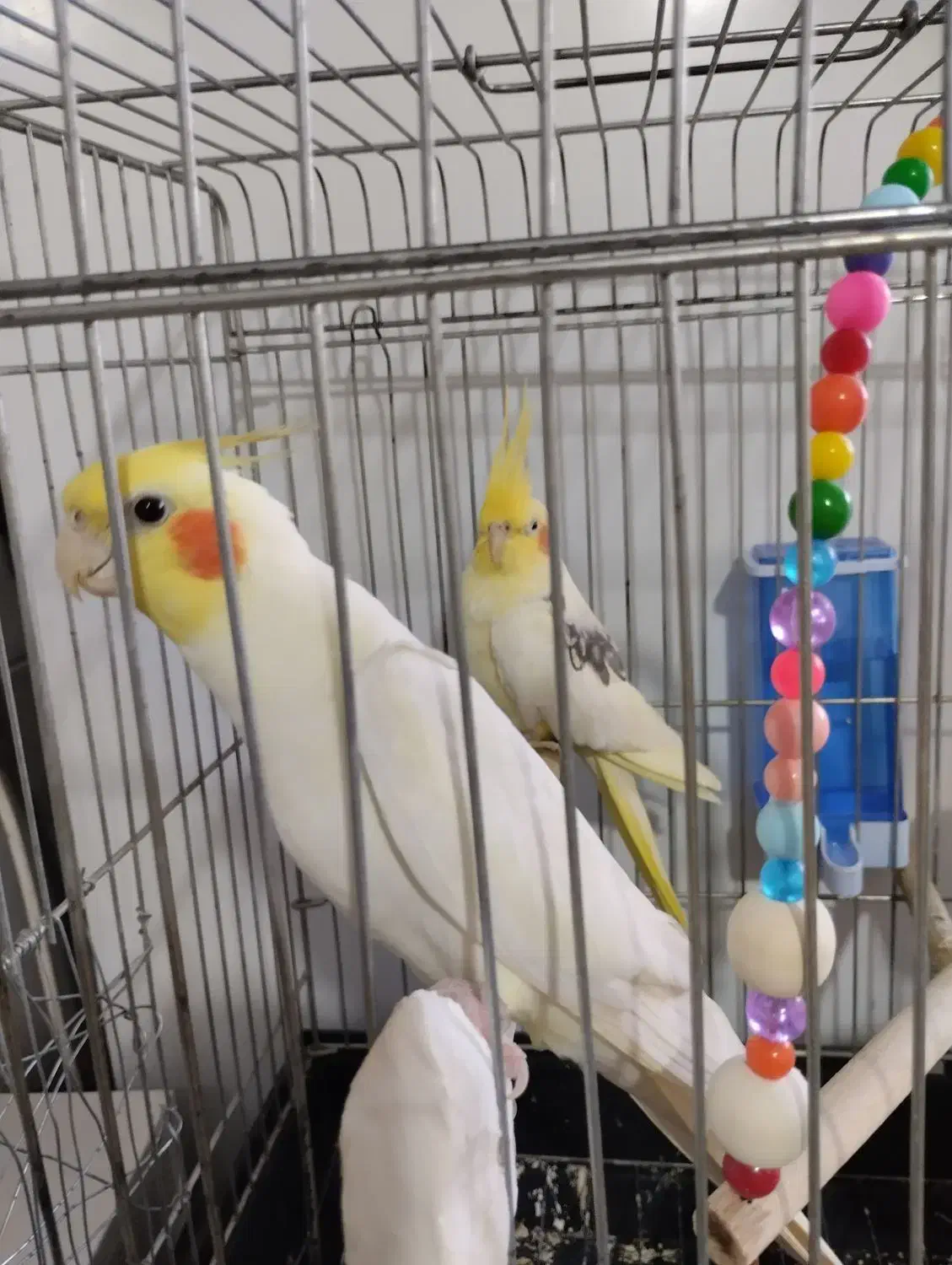 عروس هلندی|پرنده|پاکدشت, پاکدشت (مامازند)|دیوار