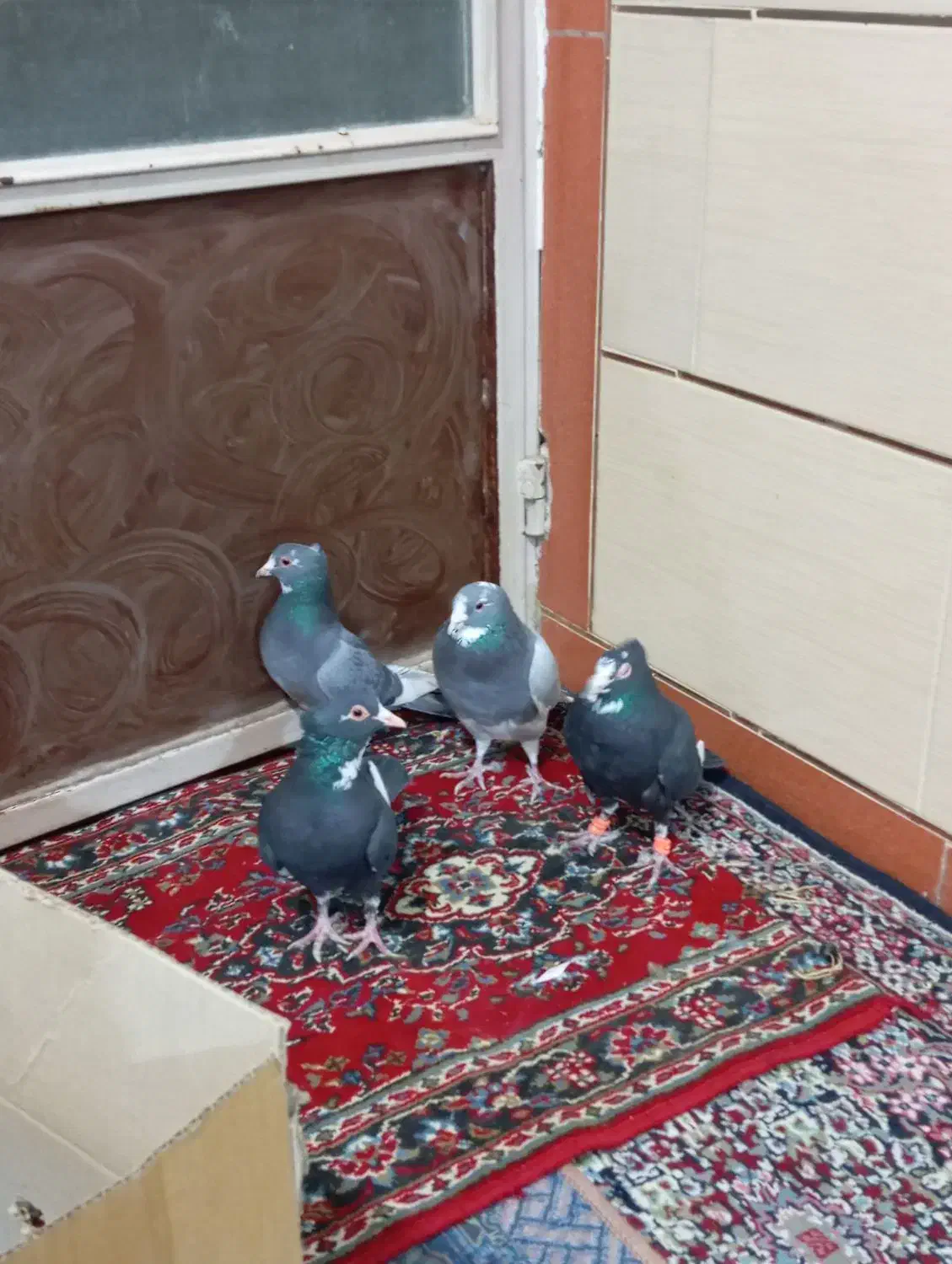 نرمایع پلنگ|پرنده|شیراز, حومه شیراز|دیوار