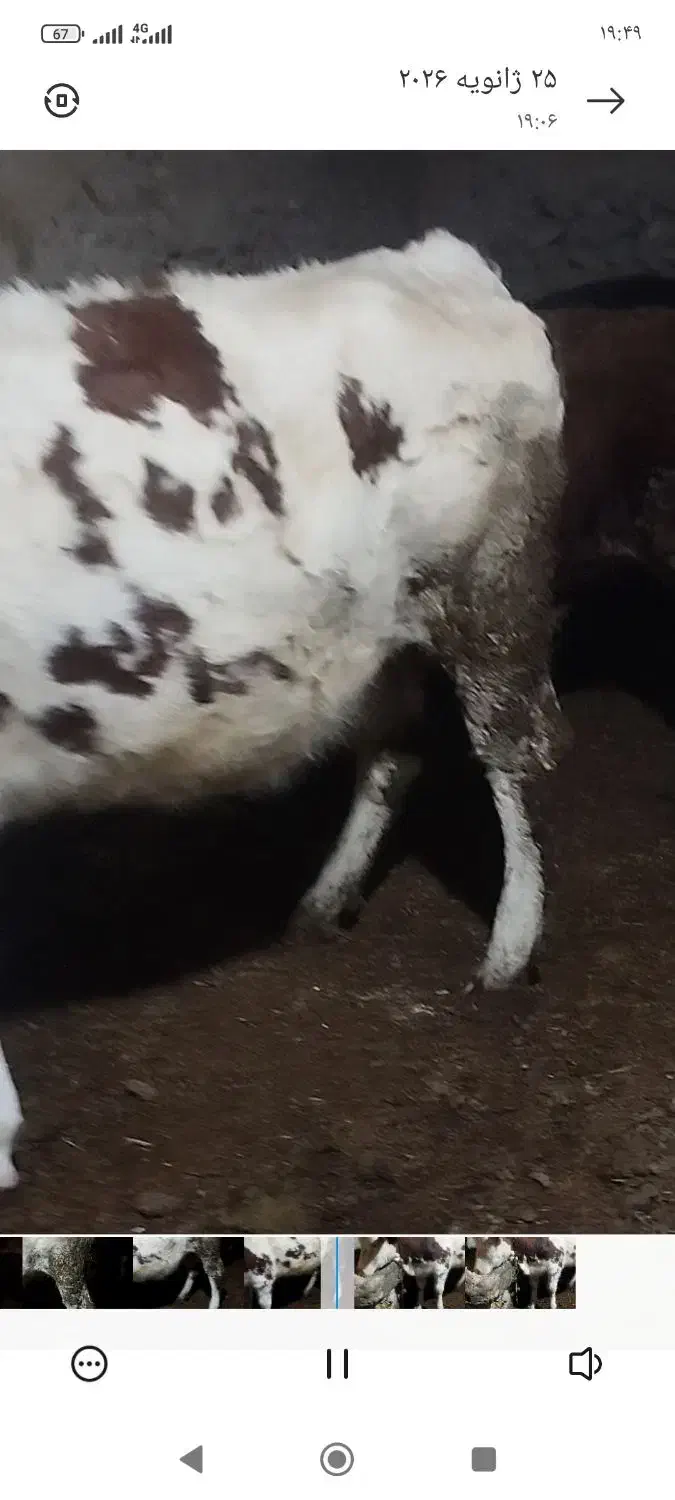 خرید و فرو|حیوانات مزرعه|دیواندره, |دیوار