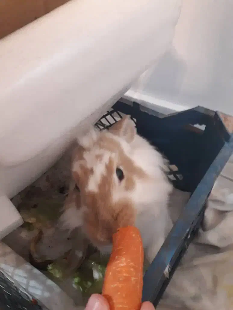 خرگوش سالم|موش و خرگوش|تهران, دولاب|دیوار