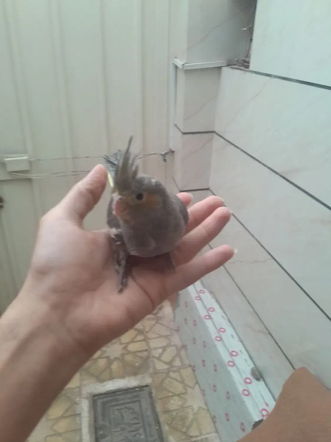 عروس هلندی|پرنده|قزوین, |دیوار