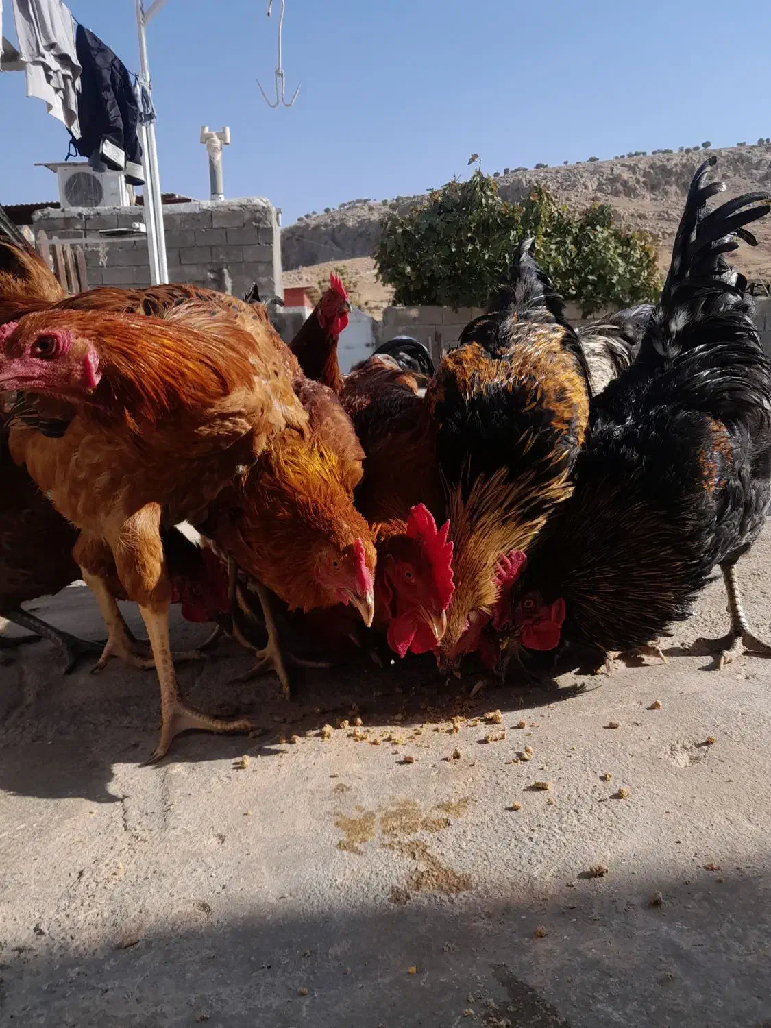 ۱۶ عددخروس ۷ماهه|حیوانات مزرعه|قلعه شاهین, |دیوار