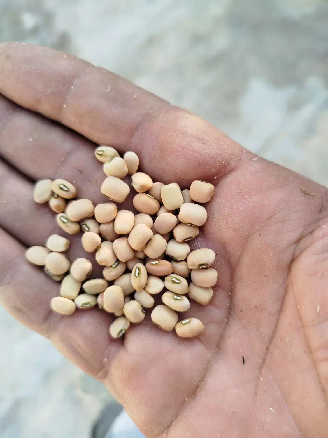 لوبیا اشی|خوردنی و آشامیدنی|دره شهر, |دیوار