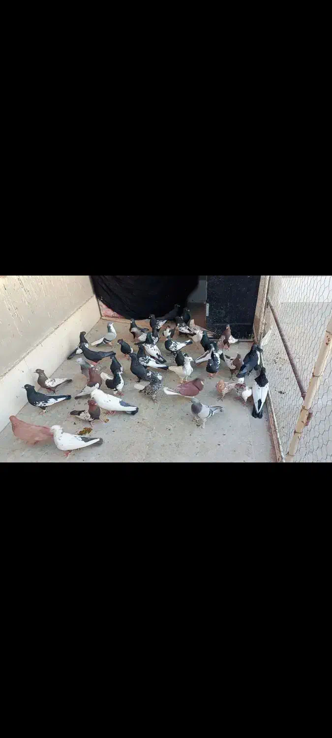 کفتر بهبونی  خوب|پرنده|مرودشت, کوشک|دیوار