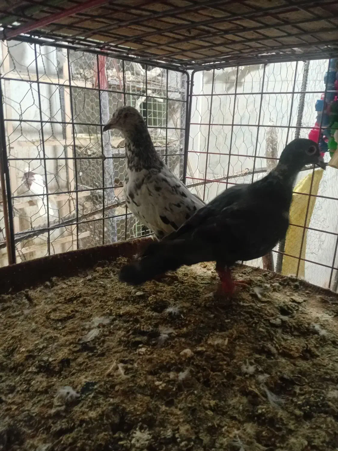 سه عدد ماده به ضمانت|پرنده|بجنورد, |دیوار