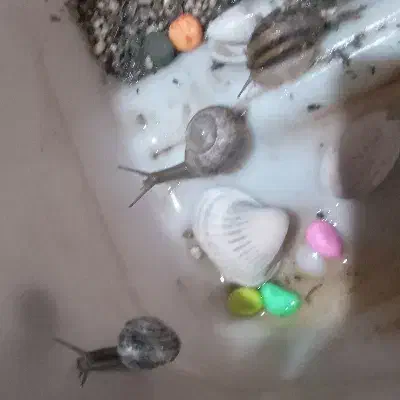 حلزون اچاتینا البینو تخم گذار کلاژن درمانی|خزنده|گلستان (تهران), |دیوار