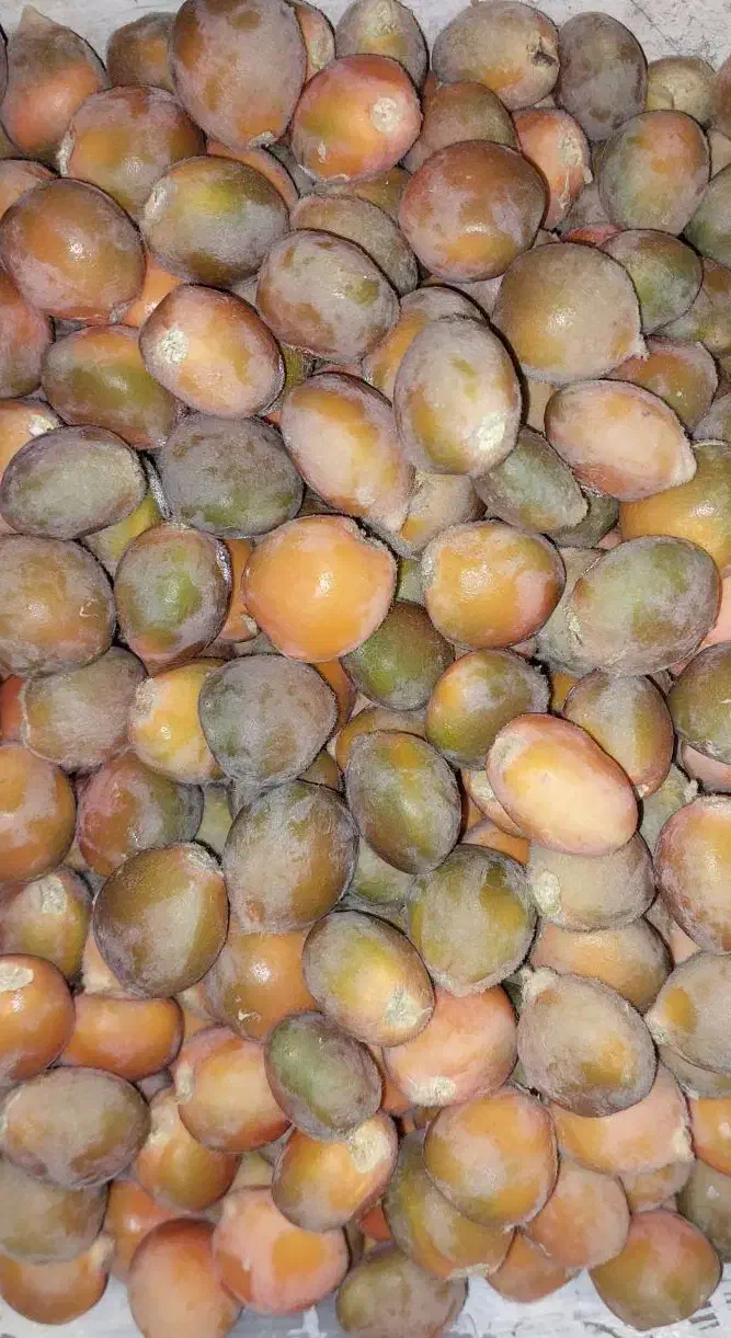 بذر سیکاس|گل و گیاه طبیعی|رشت, گلسار|دیوار