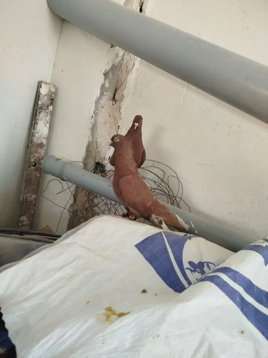 سلام خدمت دوستان  دم سفید|پرنده|تربت‌حیدریه, یحیی آباد|دیوار