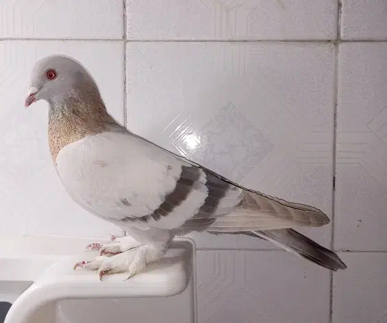 فروش کفتر سوسنی بی عیب|پرنده|شیراز, شهرک گلستان|دیوار