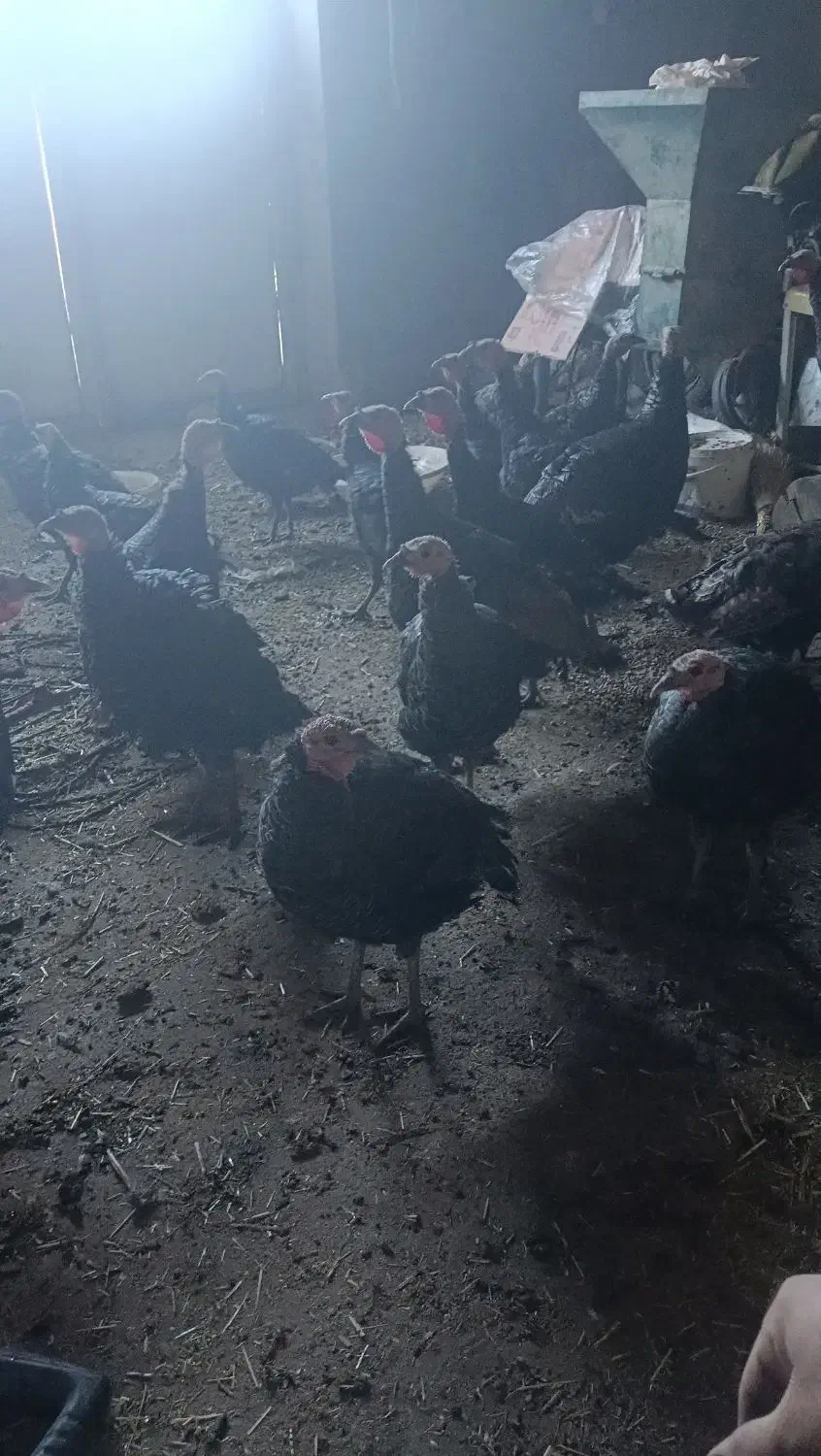 فروش بقلمون فقط1تومن دونه همه با هم 950هزار تومان|حیوانات مزرعه|مهاباد (آذربایجان غربی), |دیوار