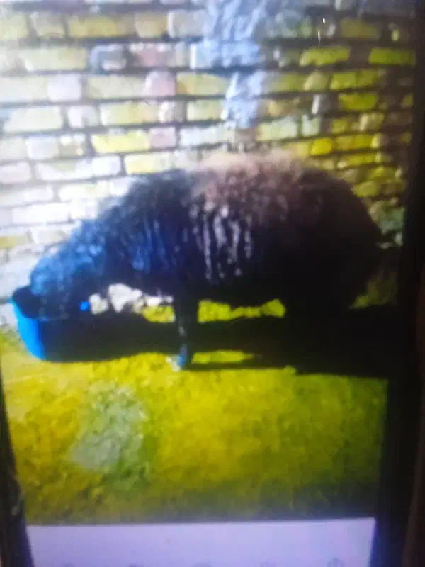 گوسفند هترو|حیوانات مزرعه|ماهنشان, |دیوار