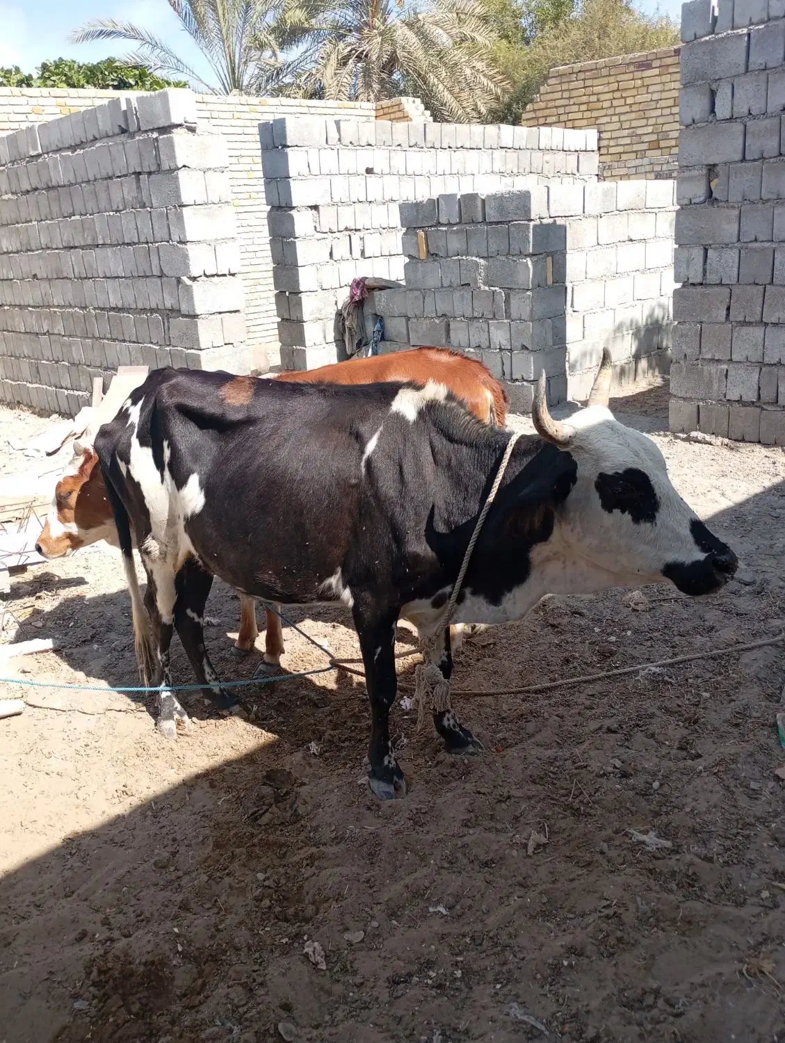 گوساله|حیوانات مزرعه|بمانی, |دیوار