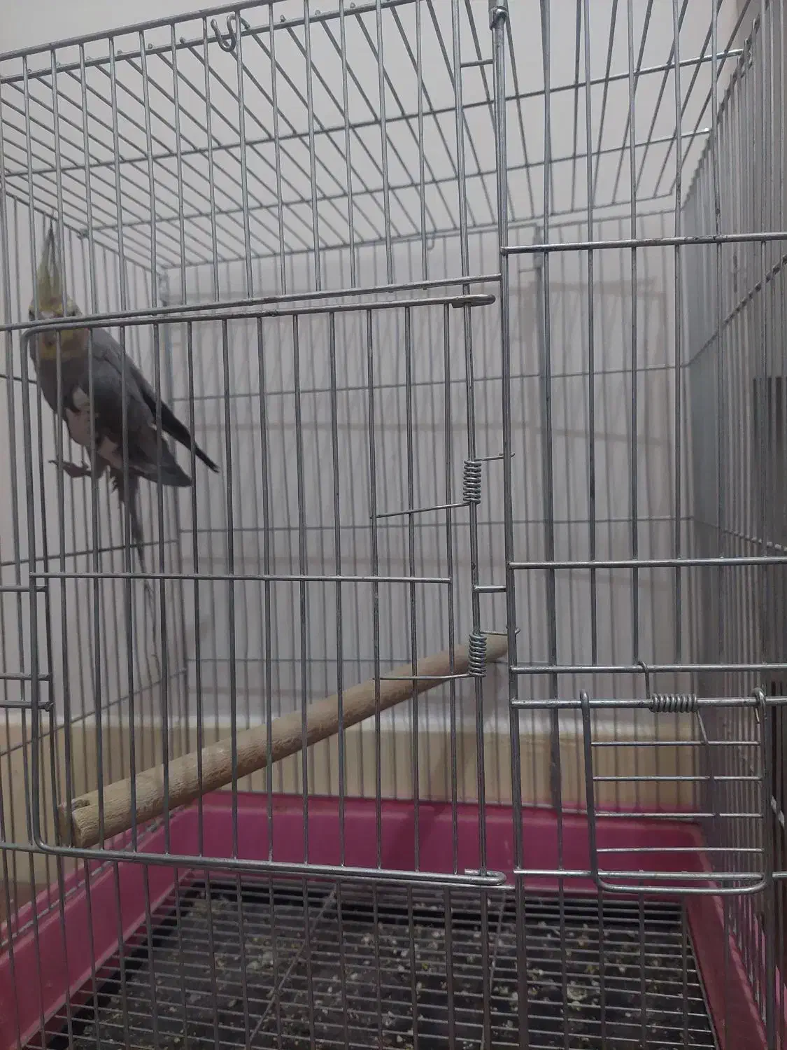 عروس ماده با قفس|پرنده|اصفهان, جلالیه|دیوار