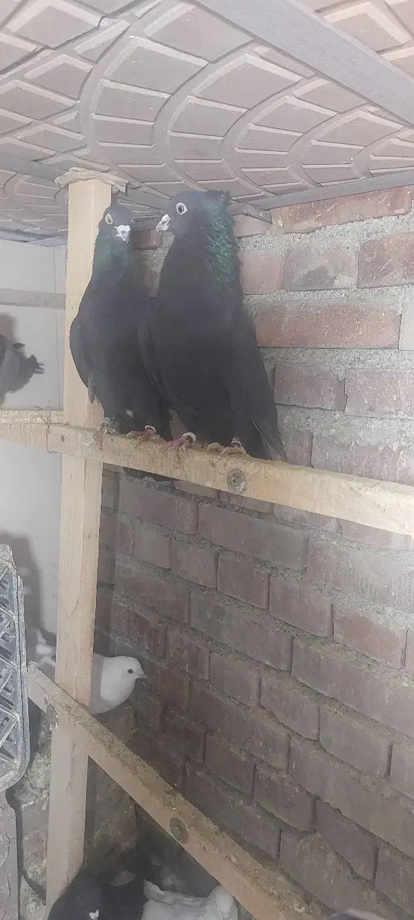 فروش کبوتر|پرنده|نقده, |دیوار