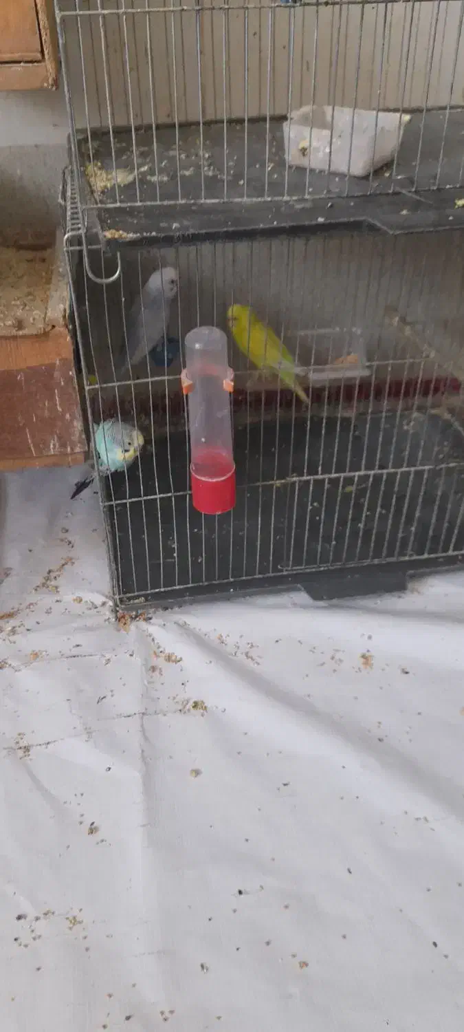 عروس هلندی و مرغ عشق و کوتله|پرنده|فسا, |دیوار