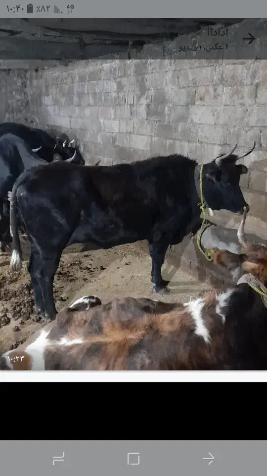 گاو جوان ابستن ۴ ماه|حیوانات مزرعه|کجور, |دیوار