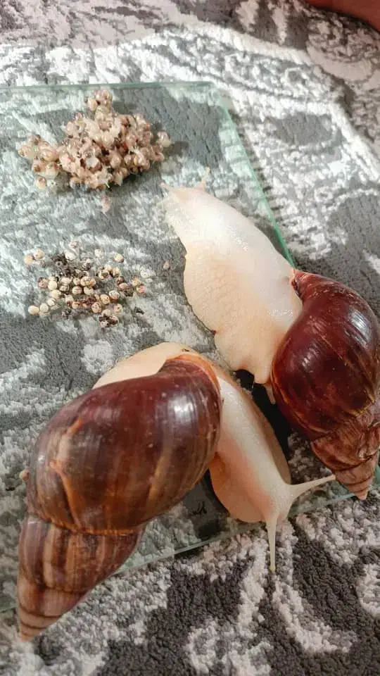 حلزون|خزنده|تهران, چهارصد دستگاه|دیوار