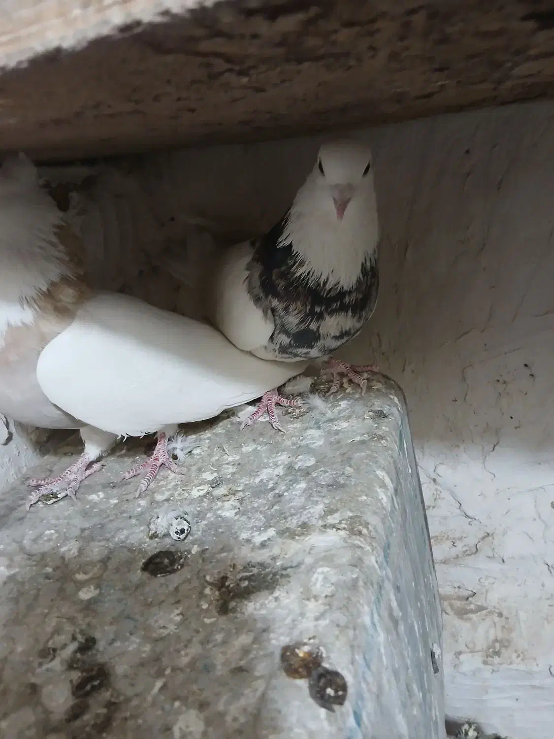 یک جفت طوقی .زمان جواب گوی ساعت ۷ شب ب بعد|پرنده|ملایر, |دیوار