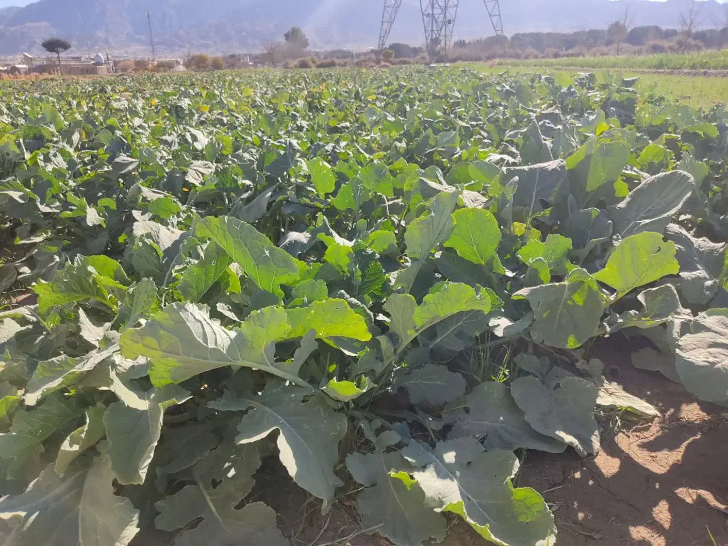 سر و خود شلغم|حراج|بیرجند, |دیوار