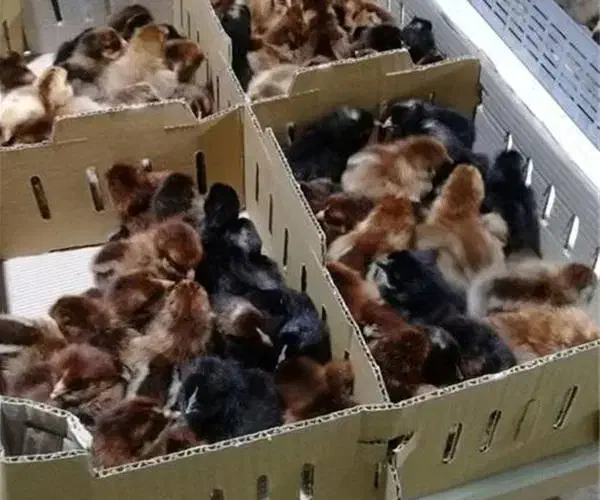 جوجه گلپایگانی|حیوانات مزرعه|قائمشهر, |دیوار