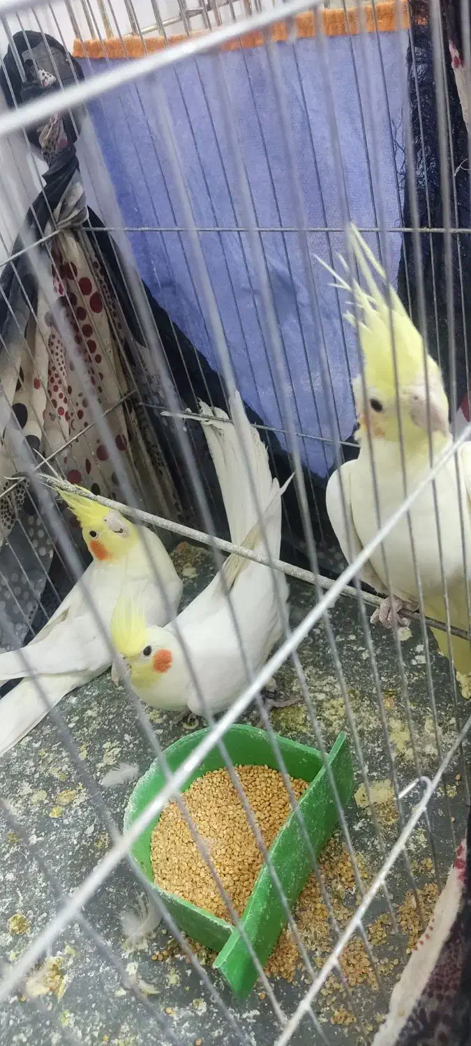 جفت عروس هلندی|پرنده|کرمان, |دیوار