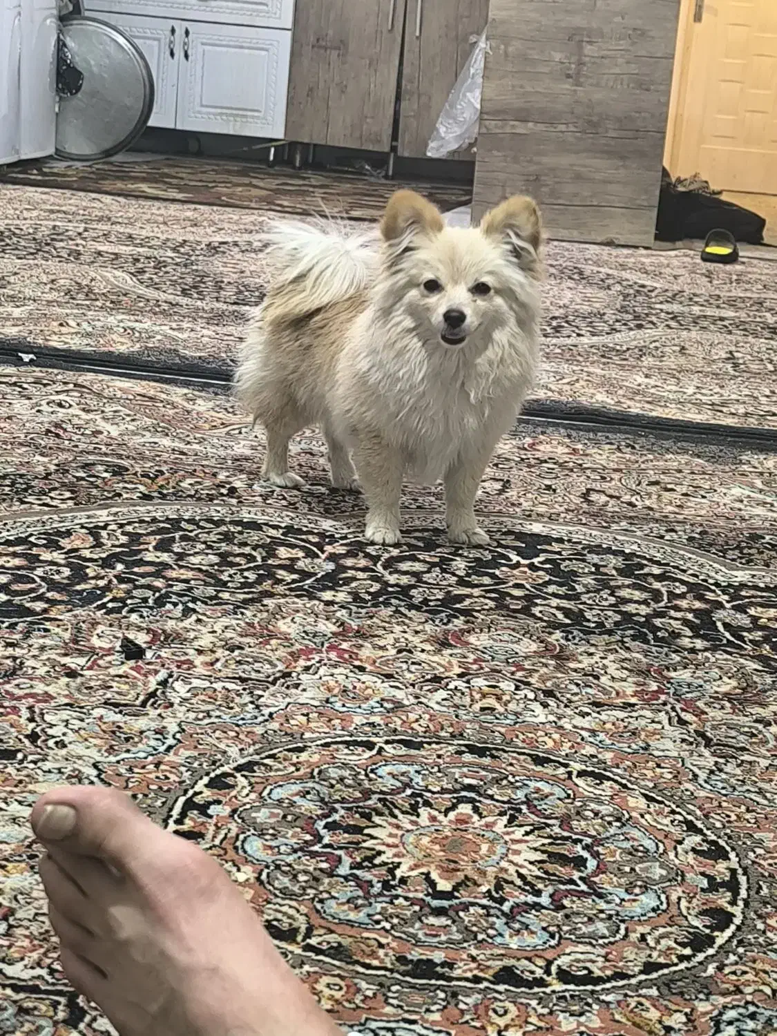 سج پامرشیتزو|سگ|مشهد, شهرآرا|دیوار