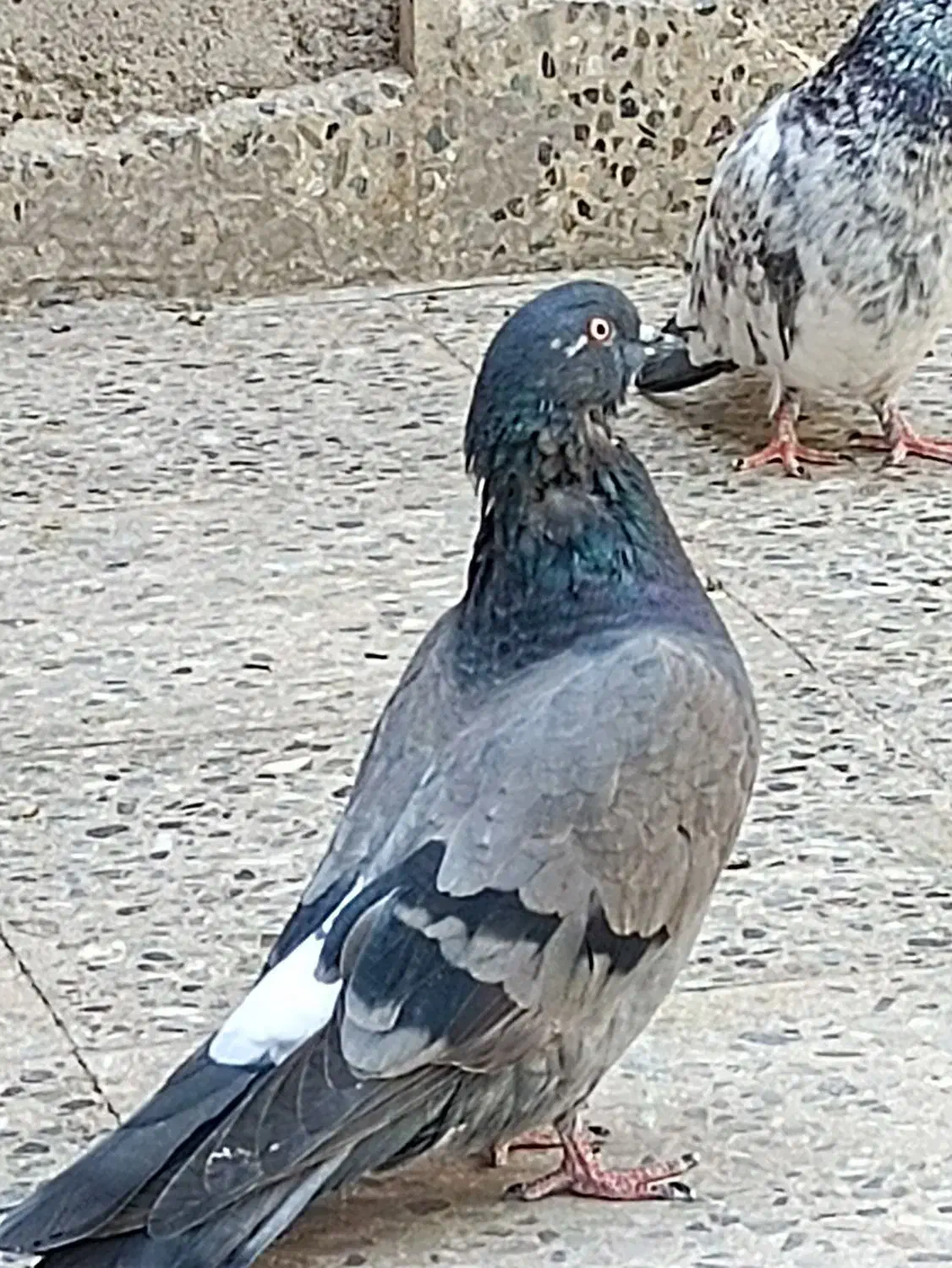 کبوتر سبز اصیل|پرنده|ایرانشهر, |دیوار