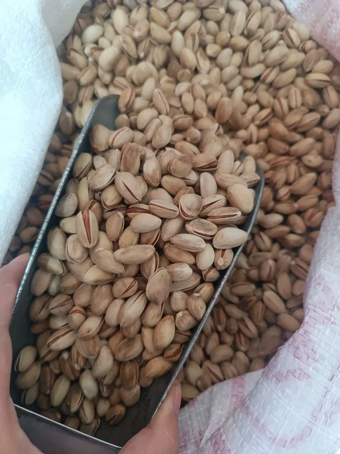 کار برا خانم توشرکت صادرات پسته سراغ دارید|فعالیت داوطلبانه|یزد, |دیوار