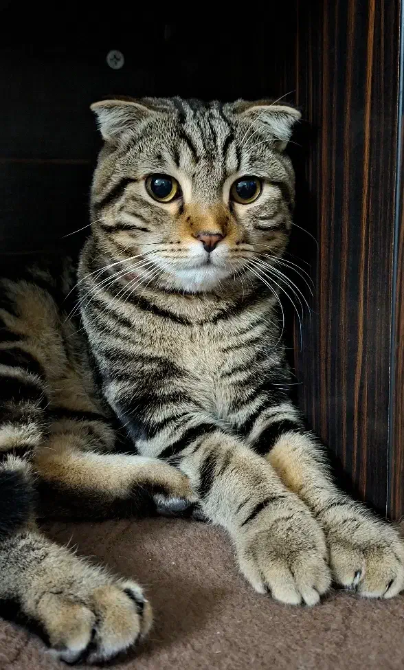 گربه نژاد دار|گربه|گلبهار, شهر جدید گلبهار|دیوار