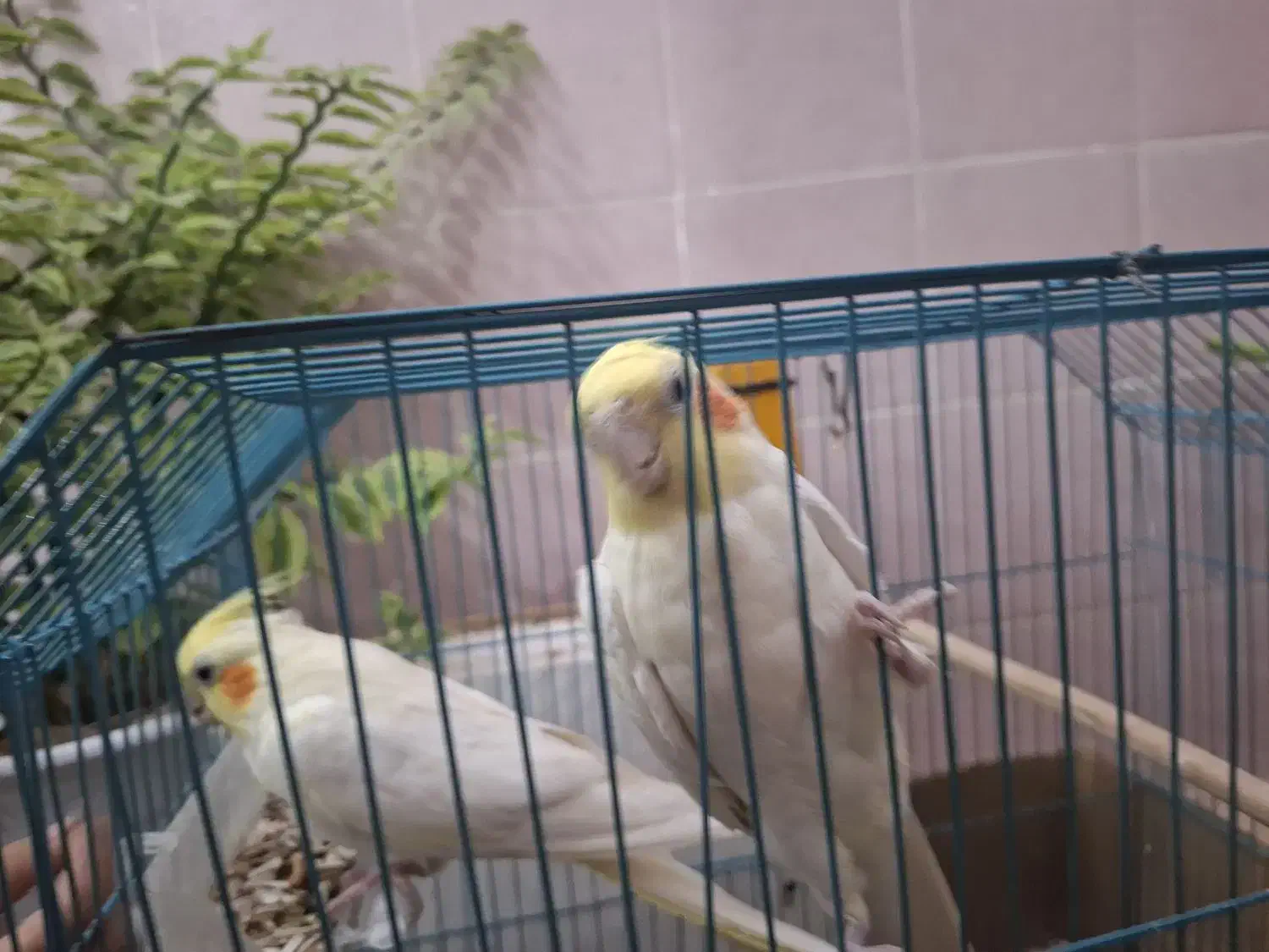 عروس هلندی لوتینو|پرنده|بافق, |دیوار