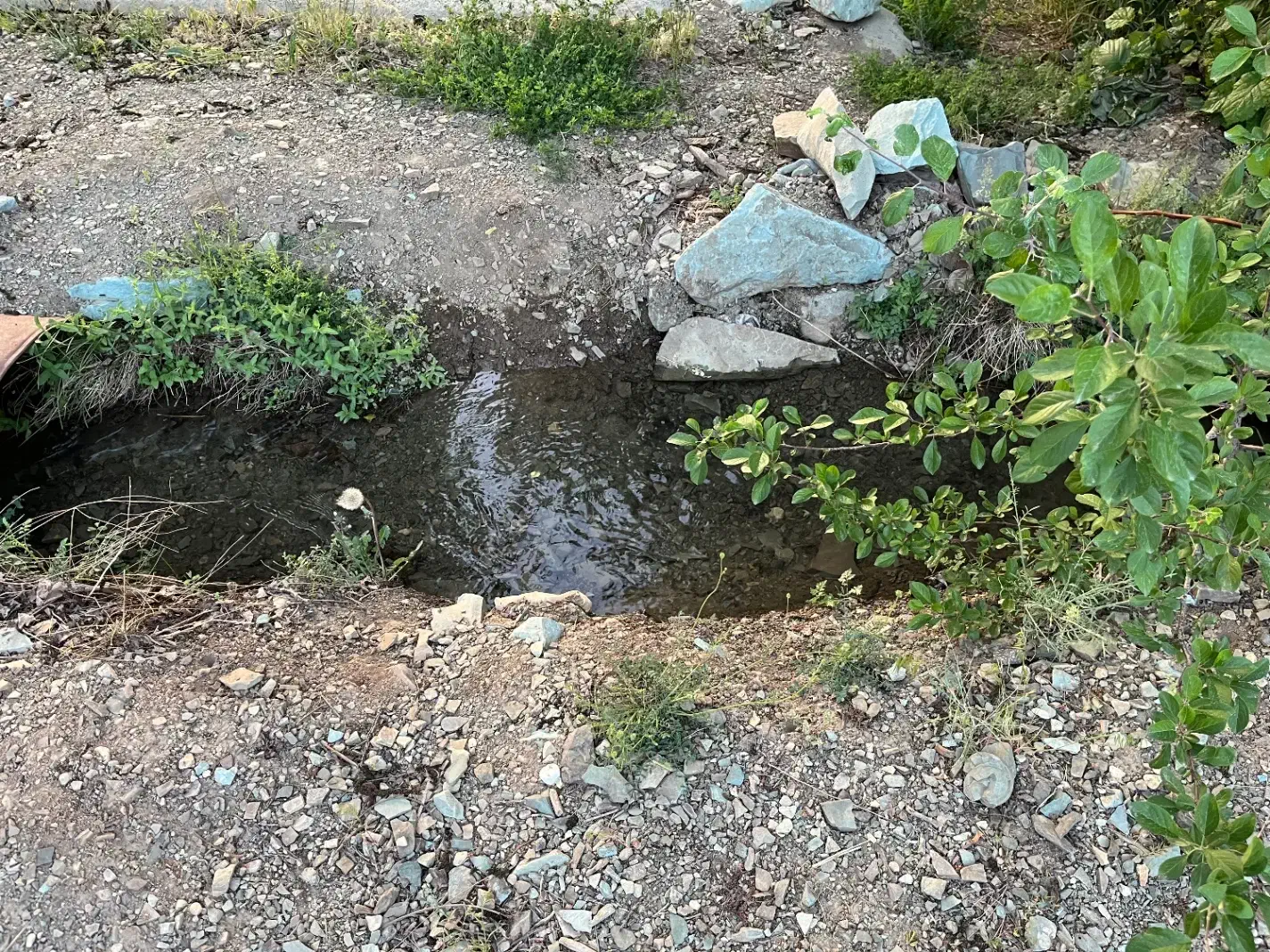 باغ۳۵۰متر جاده چالوس کیلومتر۳۵|فروش زمین و ملک کلنگی|آسارا, |دیوار