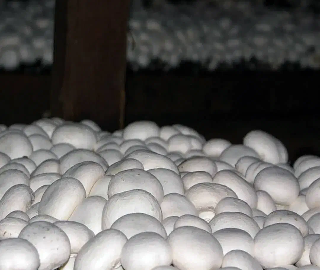 قارچ|خوردنی و آشامیدنی|مرودشت, استادیوم‎|دیوار