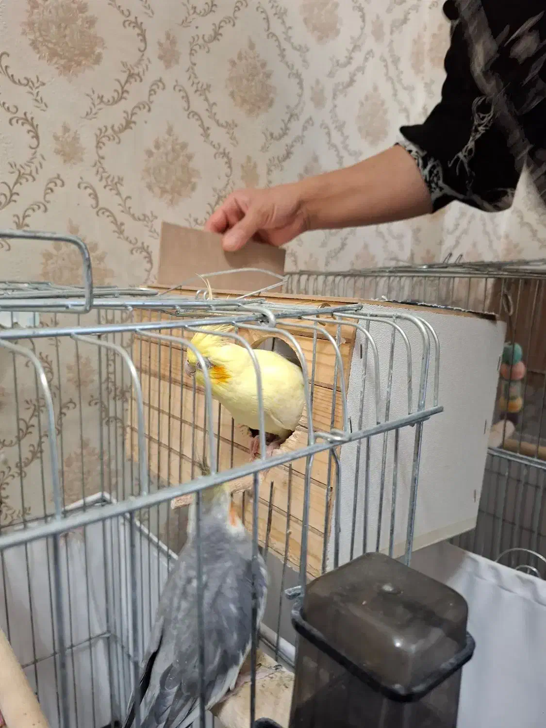 عروس هلندی مولد|پرنده|پاکدشت, پاکدشت (مامازند)|دیوار