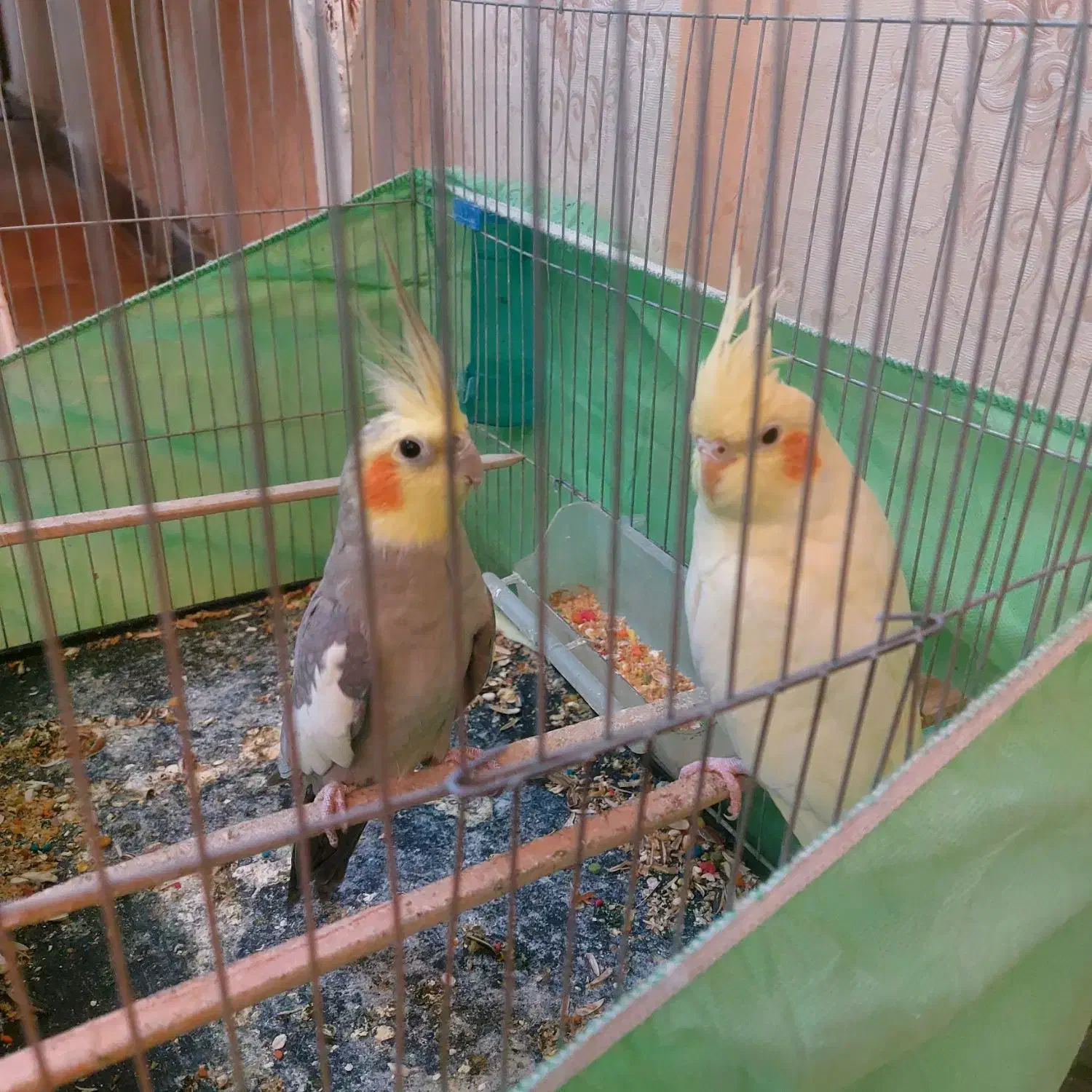 عروس هلندی|پرنده|فردیس, شهرک ارم|دیوار