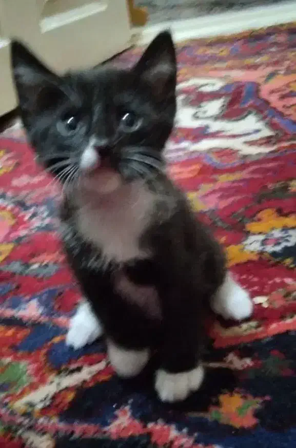 گم شده|حیوانات|تبریز, |دیوار