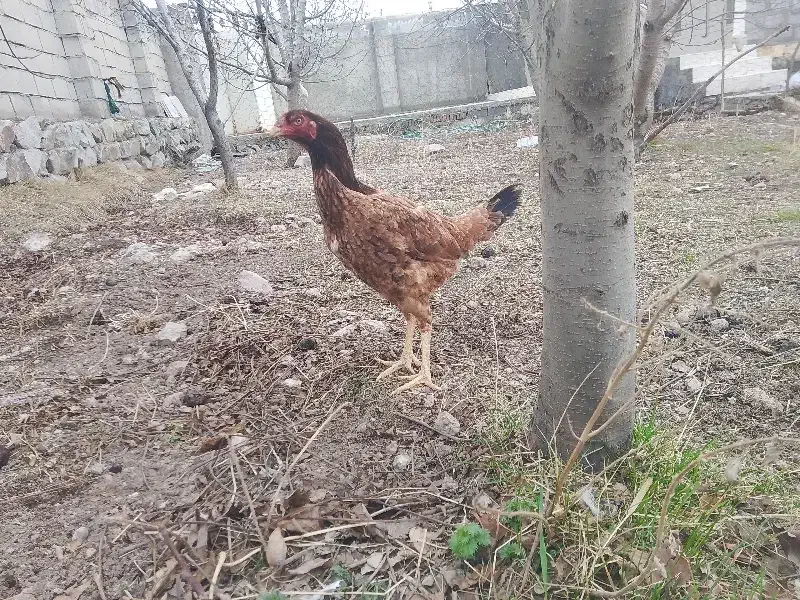 مرغ لاری|حیوانات مزرعه|مشگین شهر, |دیوار