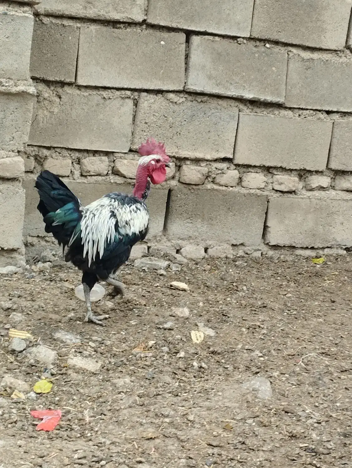 مرغ و خروس|حیوانات مزرعه|سیلاخور, |دیوار