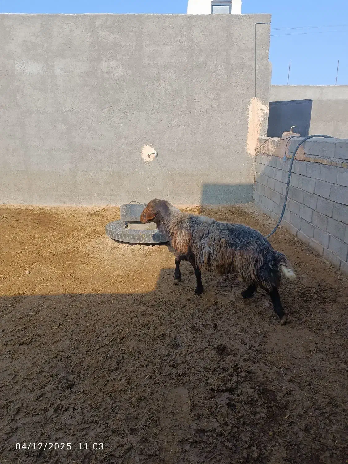 قوچ همو|حیوانات مزرعه|سبزوار, قصبه شرقی|دیوار