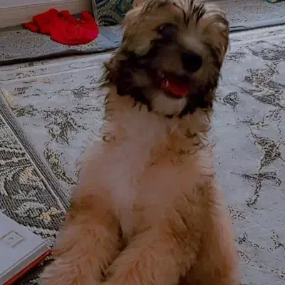 گمشده|حیوانات|سیرجان, |دیوار